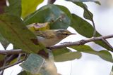 Western Crowned Warbler.    Goa