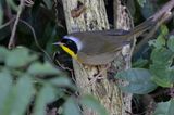 Common Yellowthroat.    Cuba