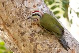 Cuban Green Woodpecker      endemic to Cuba