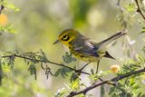 Prairie Warbler.     Cuba