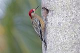 West Indian Woodpecker.    Cuba