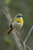 Yellow-breasted Apalis    South Africa