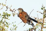 Burchalls Coucal.   South Africa