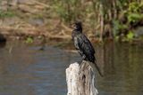 Long-tailed (Reed) Cormorant.  South Africa