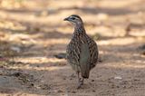 Crested Francolin    South Africa