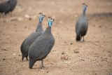 Helmeted Guineafowl.    South Africa