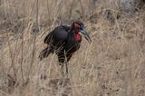 Southern Ground Hornbill     South Africa