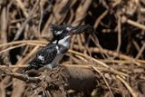 Pied Kingfisher   South Africa