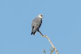 Black-winged Kite    South Africa