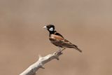 Chestnut-backed Sparrow-lark.  South Africa