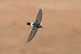 Little Swift.    South Africa
