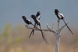 Magpie Shrike    South Africa