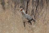 Secretary Bird.    South Africa