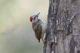 Bennetts Woodpecker.   South Africa
