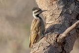 Bearded Woodpecker.   South  Africa