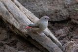 Red-billed Firefinch   South Africa