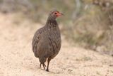Swainsons Spurfowl   South Africa