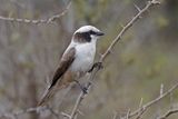 Southern White-crowned Shrike.  South Africa