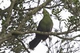Livingstons Turaco.    South Africa