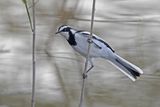 African Pied Wagtail    South Africa