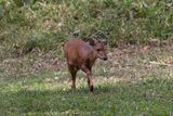 Red Duiker.   South Africa