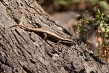 Striped Skink.  South Africa