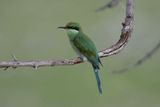 Swallow-tailed Bee-eater   Namibia