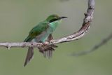 Swallow-tailed Bee-eater   Namibia