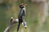 Long Tailed Cormorant  Kenya