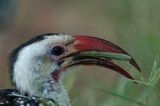 Northern Red-billed Hornbill    Kenya