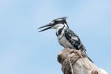 Pied Kingfisher.  Kenya