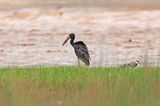 African Openbill.     Kenya