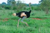 Somali Ostrich.   Kenya