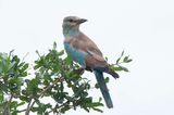 European Roller.   Kenya