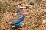 Lilac Breasted Roller.  Kenya