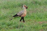 Secretary Bird.   Kenya