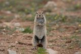 Cape Ground Squirrel.    Namibia