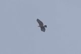 Legges Hawk-Eagle.   Goa,India