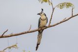 White-tailed Magpie-Jay.