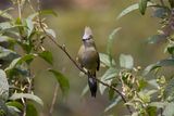 Long-tailed Silky-Flycatcher.