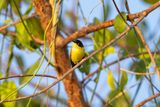 Common Tody-flycatcher.