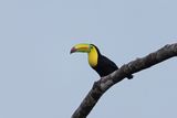 Keel-billed Toucan.