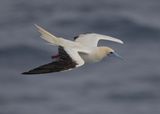 Red-footed Booby.   China Sea,Nr Vietnam