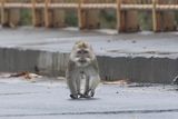 Crab-eating Macaque.       Mauritius