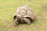 Aldabra Giant Tortoise.      Mauritius