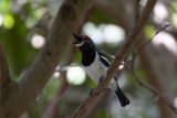 Brown-throated Wattle-eye.    The Gambia