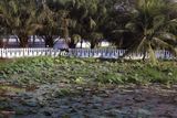 white picket fence of sorts.jpg