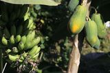 papayas and bananas.jpg