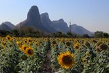 sunflower field.jpg