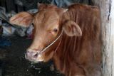 cattle pen.jpg